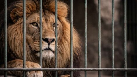 Nahaufnahme eines männlichen Löwen hinter Metallstäben im Zoo, der nachdenklich wirkt, mit melancholischem Blick und detaillierter Mähne, realistisches Licht und natürliche Farben.